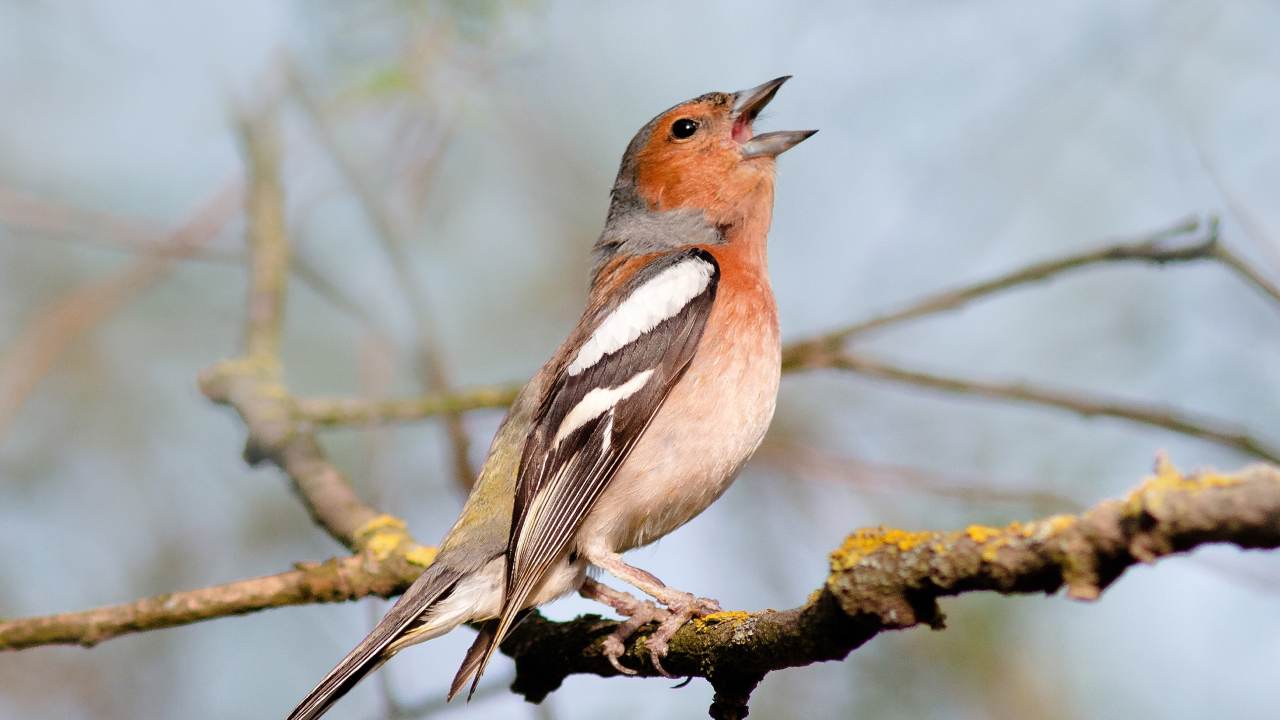 Орнитологи: у птиц есть разные акценты