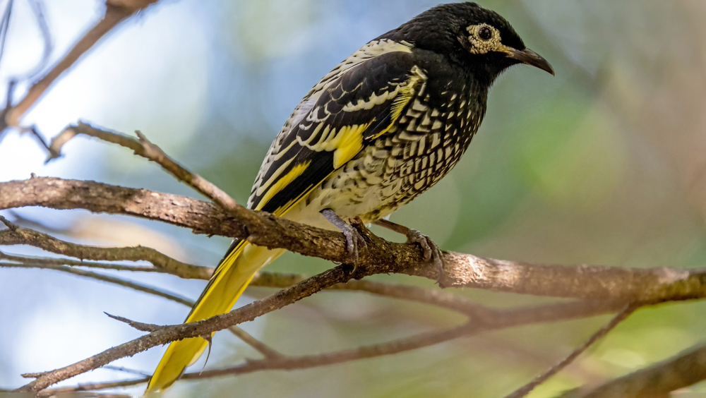 Редких австралийских птиц заново научили петь