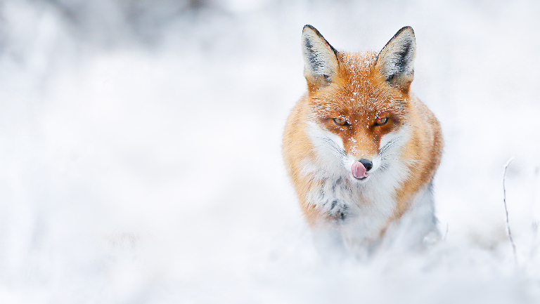 Почему не все животные меняют окрас зимой