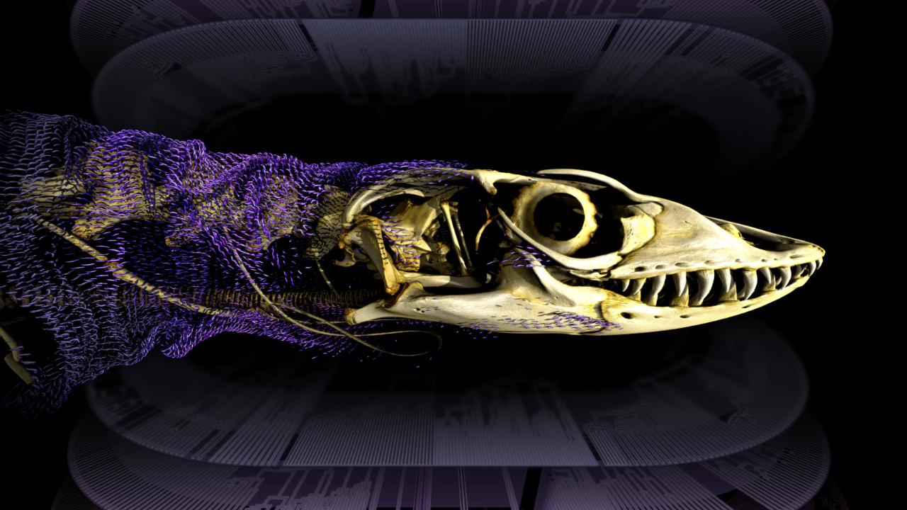 Ящерицы переписали правила эволюции, изобретя броню для тела несколько раз