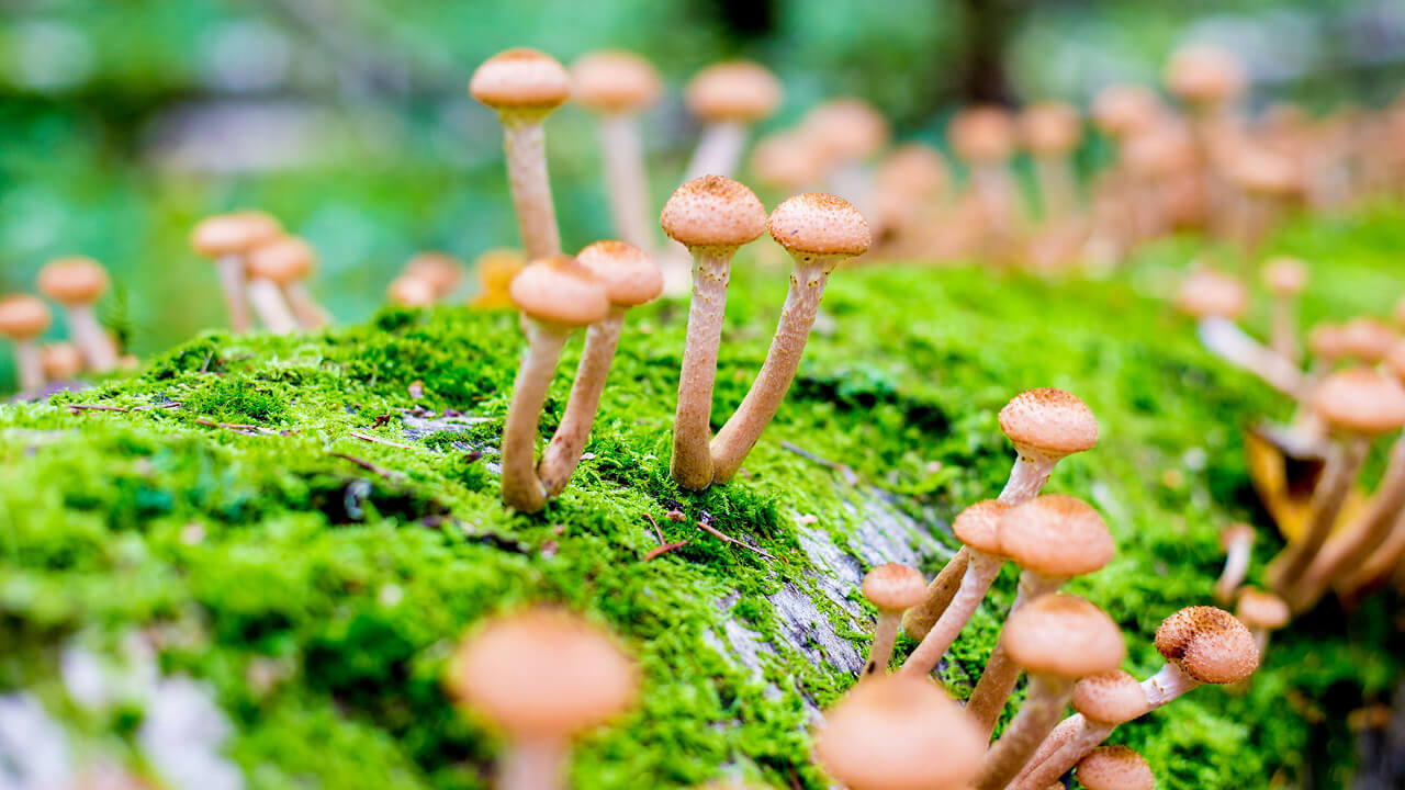 Как грибы очищают природу