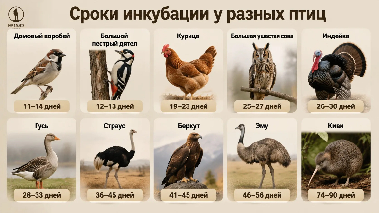 Сколько дней птицы высиживают яйца 