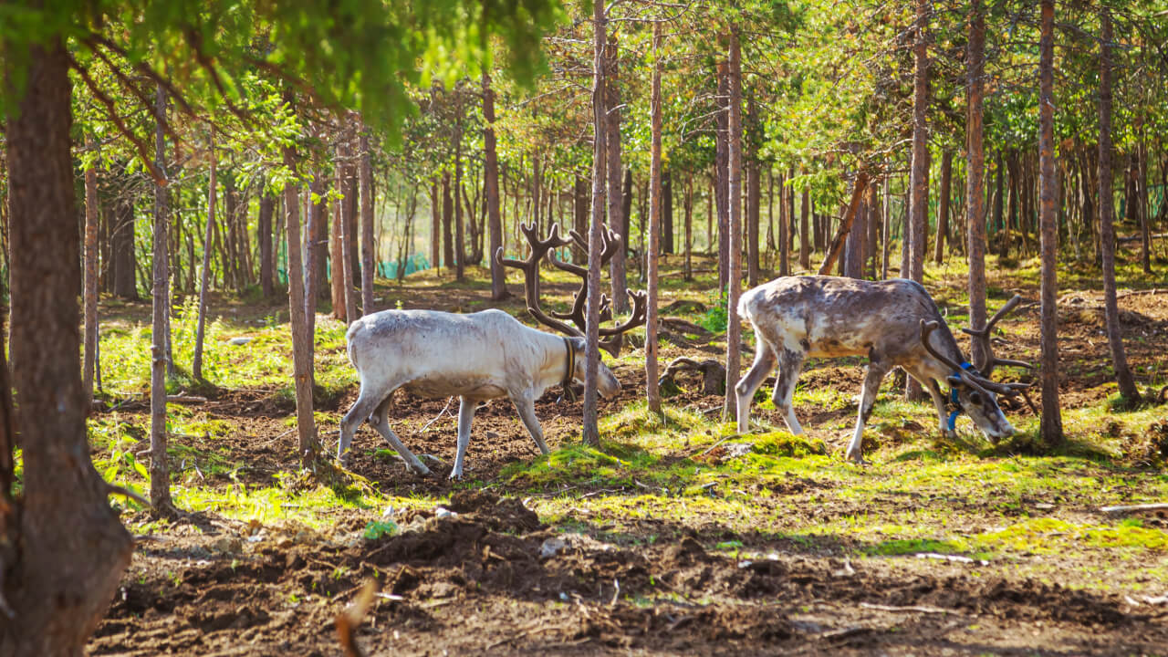 Изогнутые стволы и тропические джунгли: 10 самых необычных лесов России