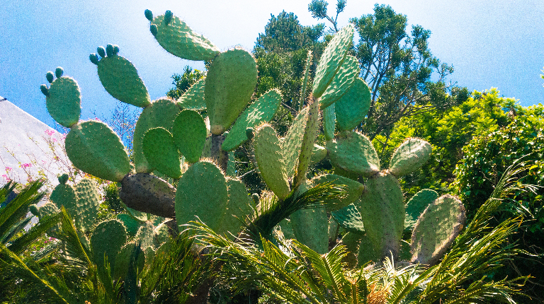 5 удивительных колючих растений, которые встречаются не только в пустынях
