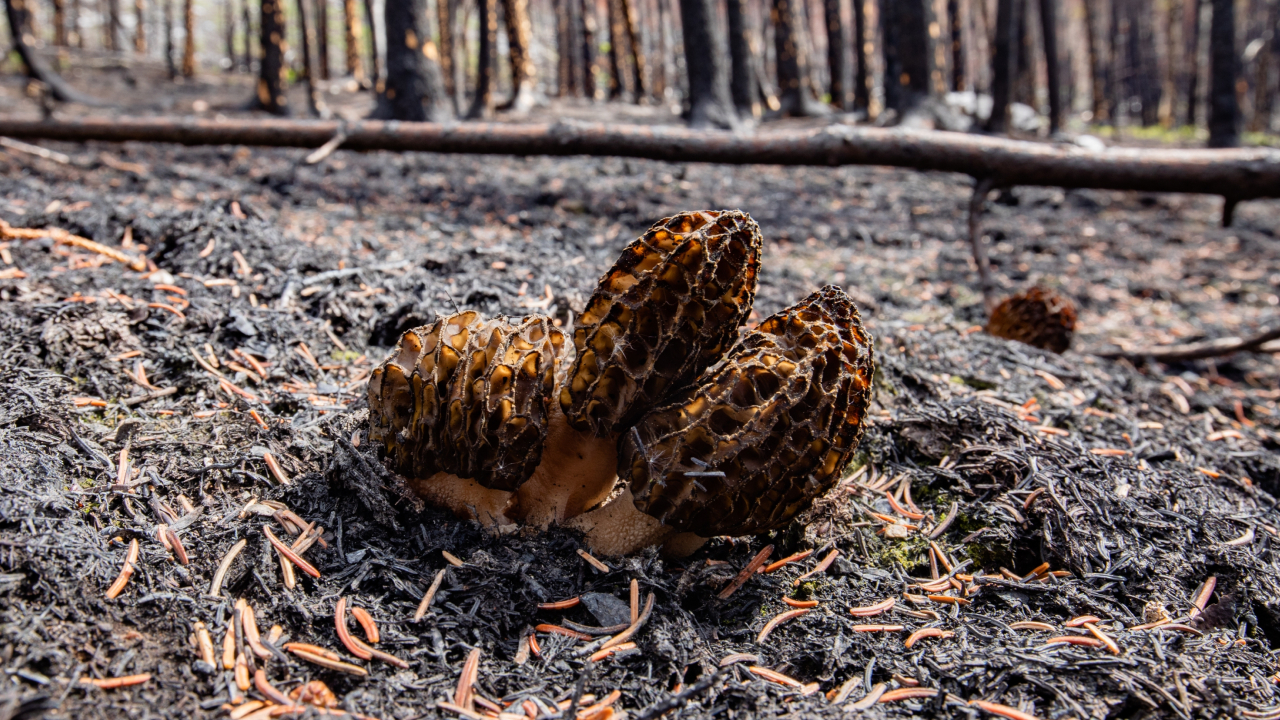Что заставляет сморчки расти на местах лесных пожаров