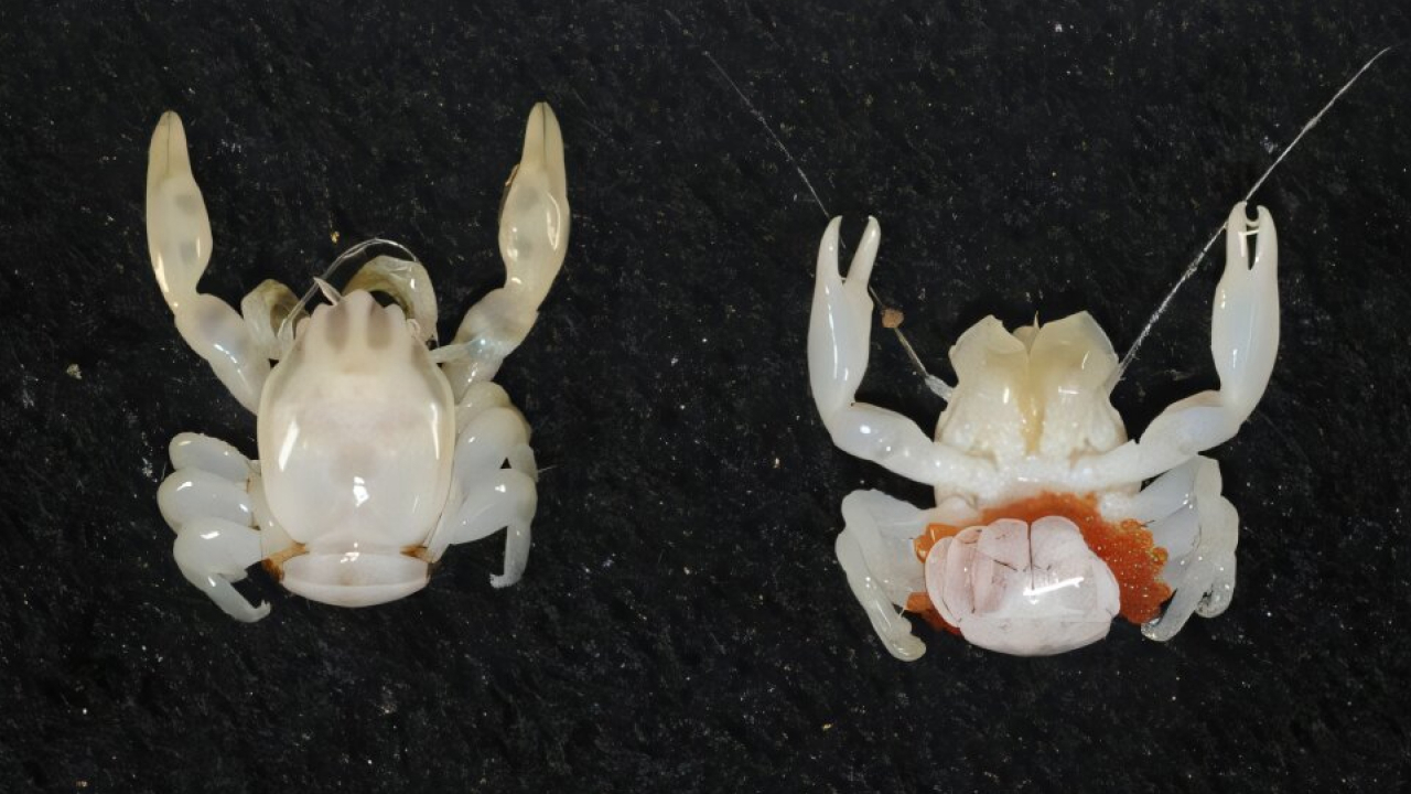 Акула-фонарик и краб-невидимка: новые виды нашли в глубинах Кораллового моря