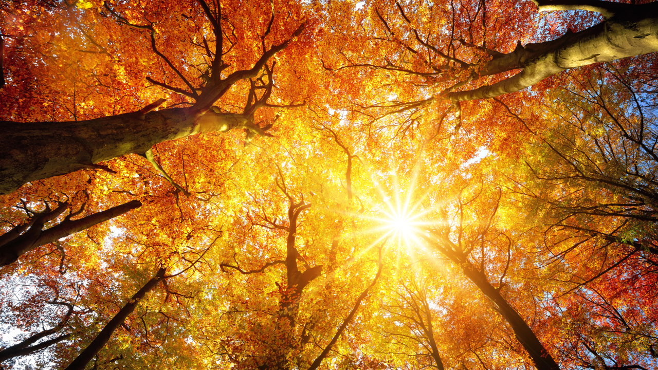 Октябрь будет «тыквенным»: синоптики обещают аномальное тепло