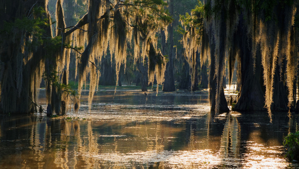 Экологи нашли в болотах США нечто более опасное, чем аллигаторы