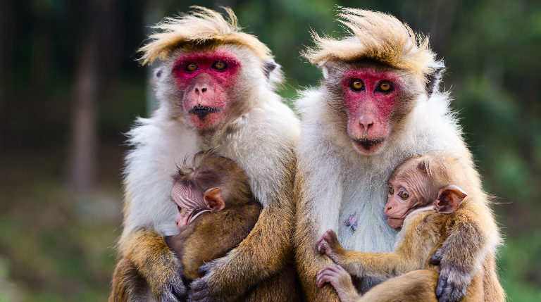 Знают ли животные своих бабушек и дедушек, как люди