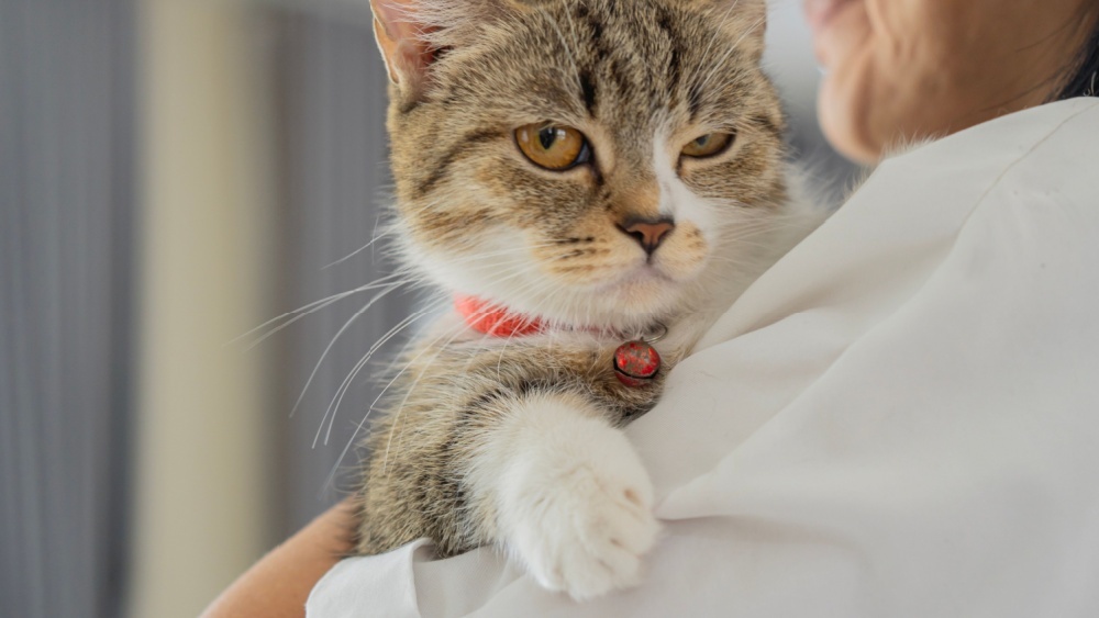 Привязаны ли кошки эмоционально к хозяевам, показало исследование