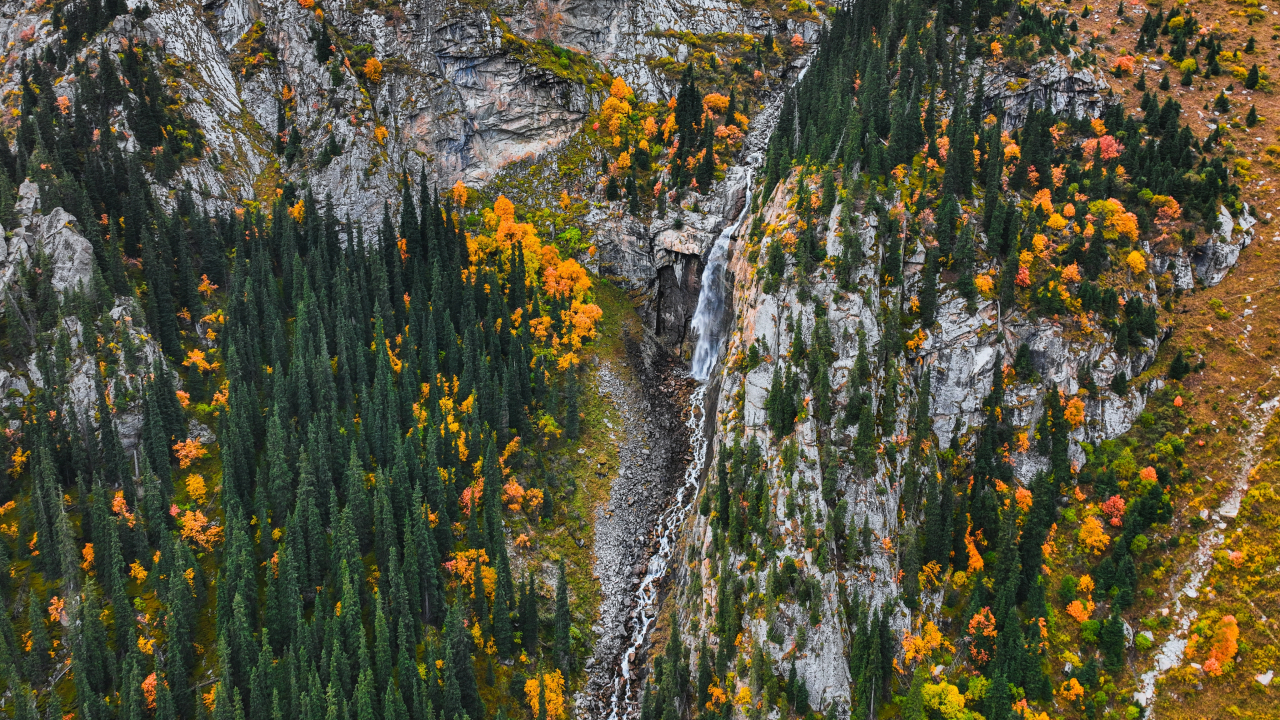 Ученые выяснили, как на голых скалах вырастает лес