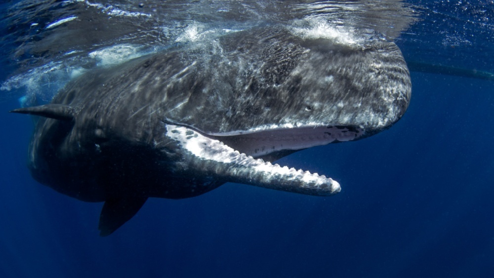 Впервые удалось заснять уникальное поведение кашалотов: зачем они бодают друг друга