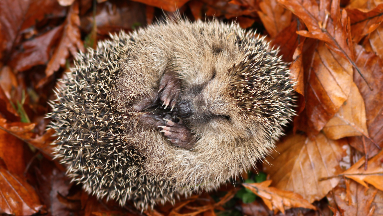 Топ-10 животных, впадающих в спячку