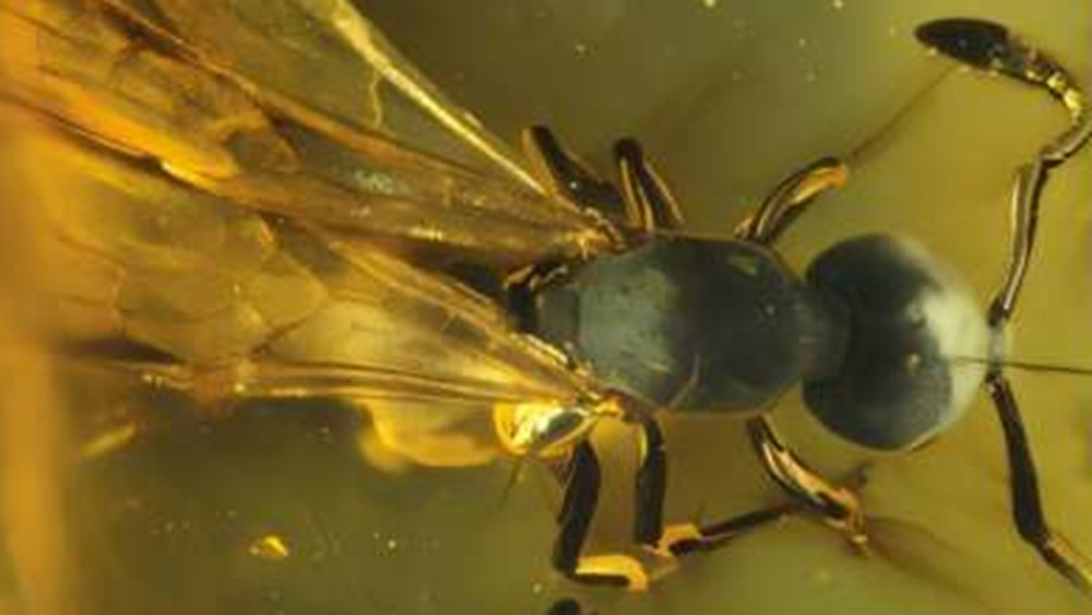 Новый вид муравьев возрастом 16 млн лет обнаружили в янтаре