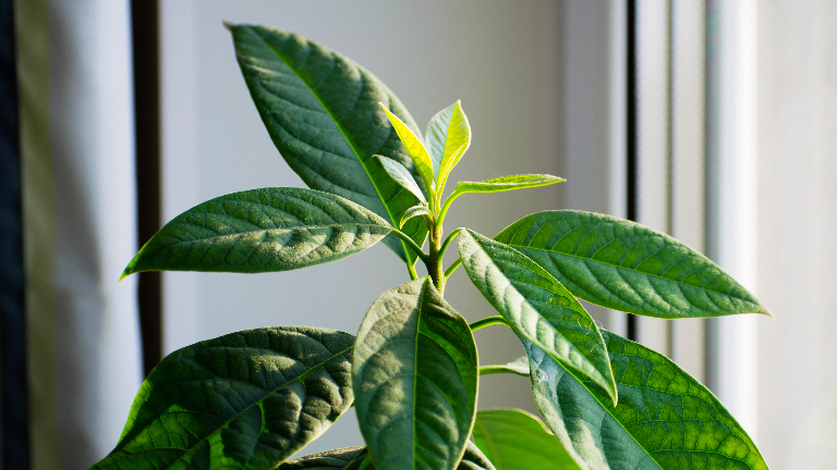 Авокадо на подоконнике: как вырастить дерево из косточки и не разочароваться