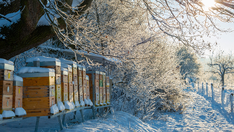 Тайная жизнь улья: как пчелы переживают зиму
