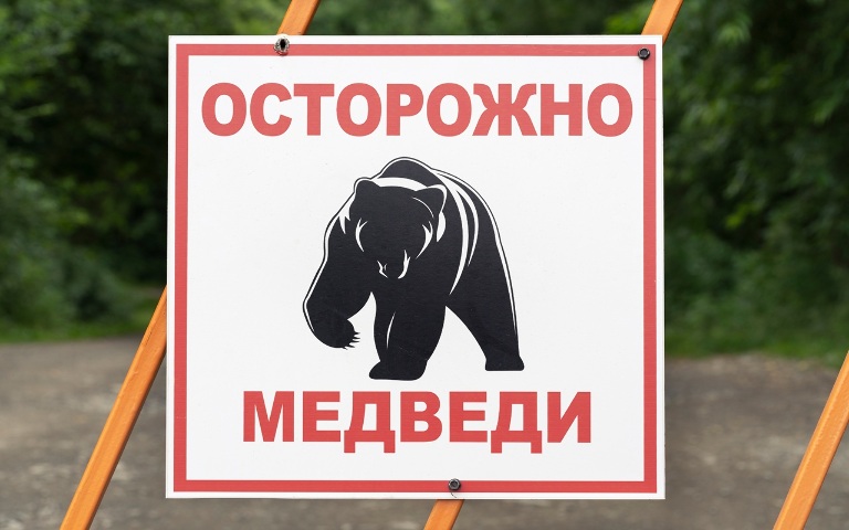 Япония ликвидировала 14 000 медведей после участившихся нападений