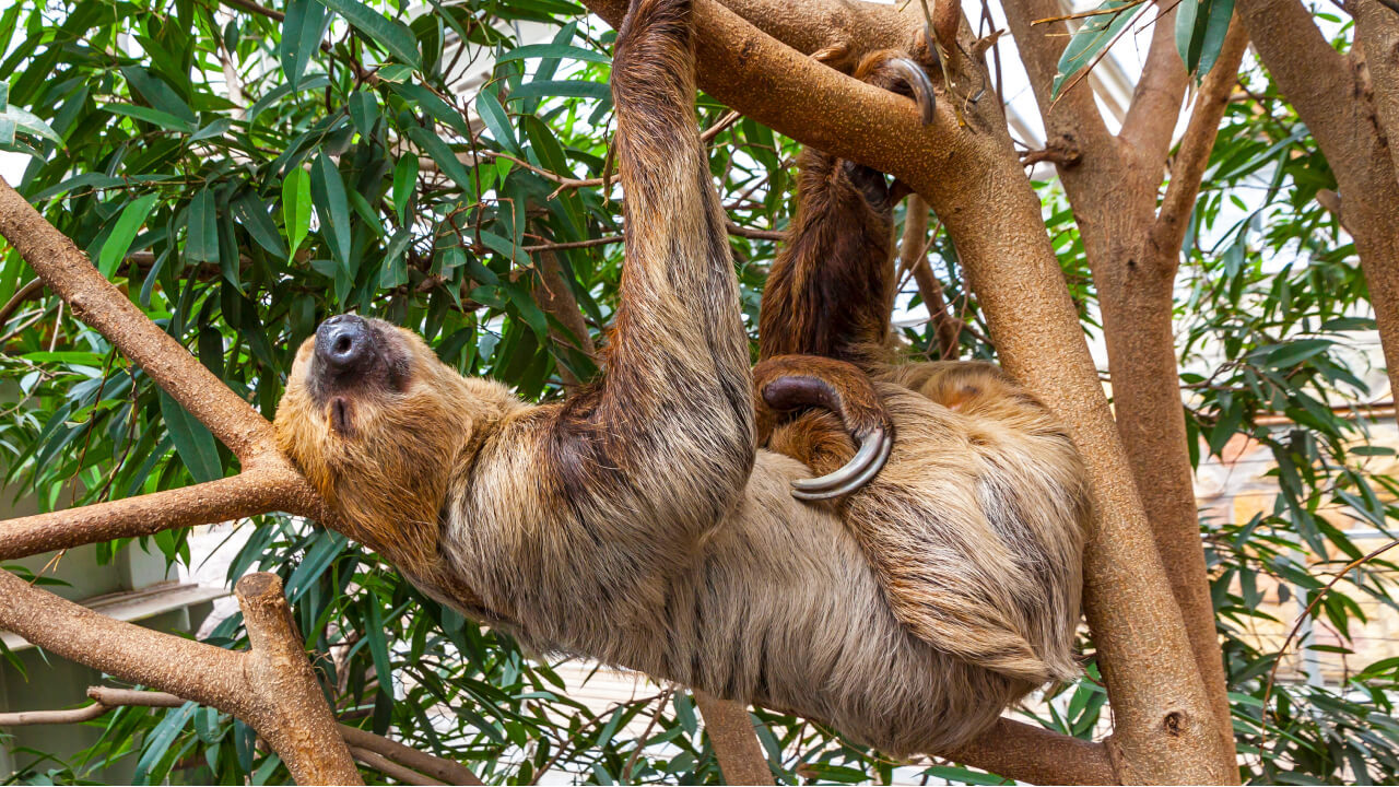 Как животные воспринимают время