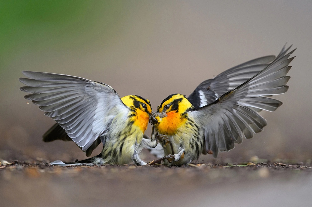 Пернатая красота: лучшие снимки Audubon Photography Awards