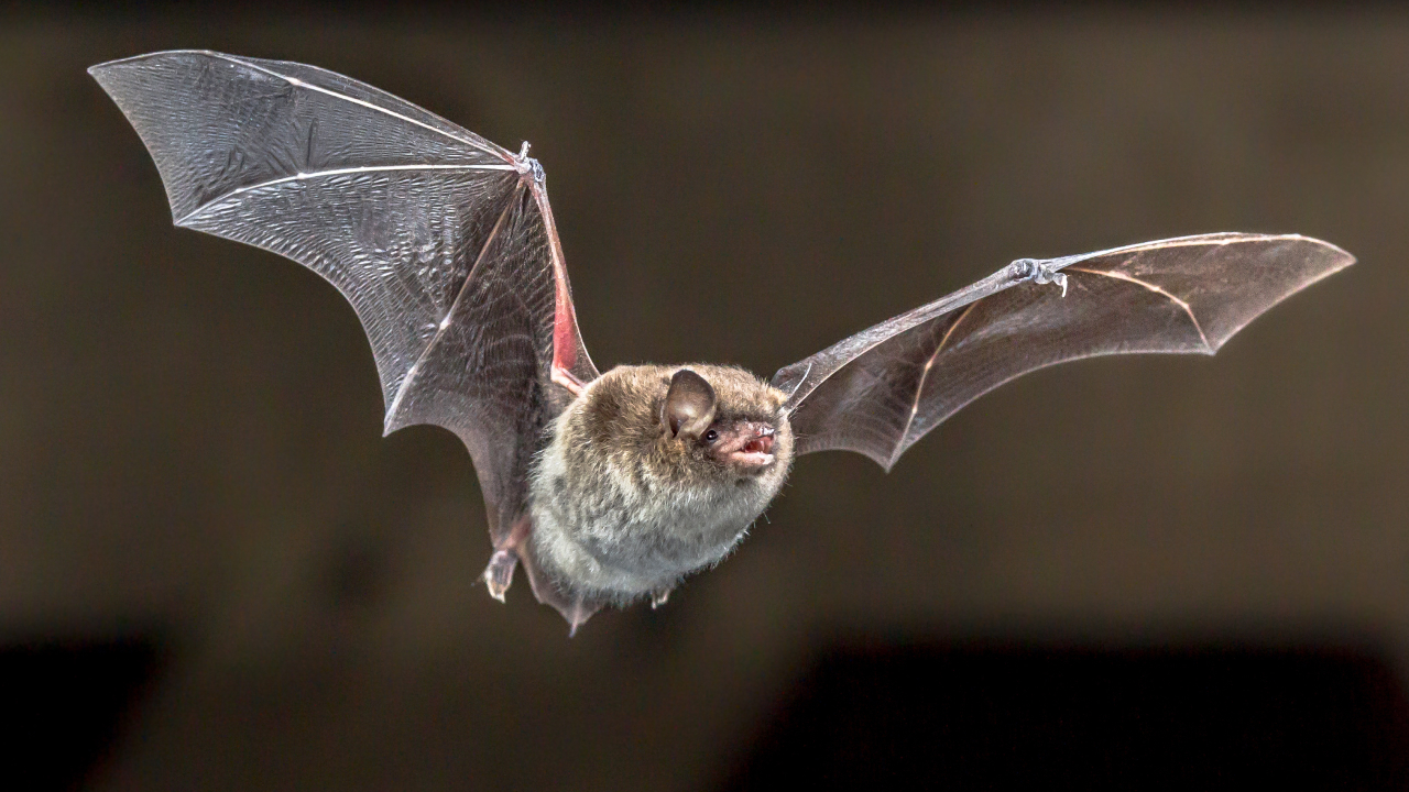 Почему летучие мыши распространяют так много болезней — биологи