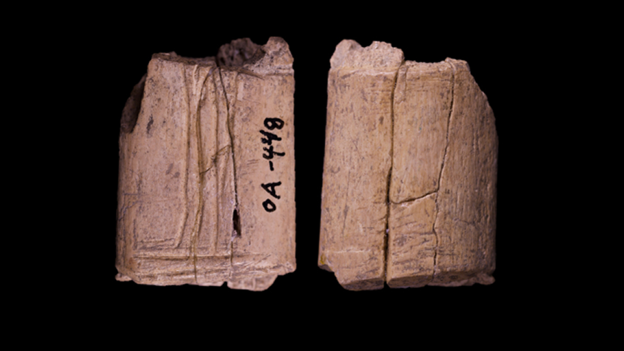 Самые древние в мире игральные кости найдены в Северной Америке