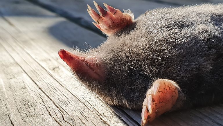 Впадают ли кроты в спячку