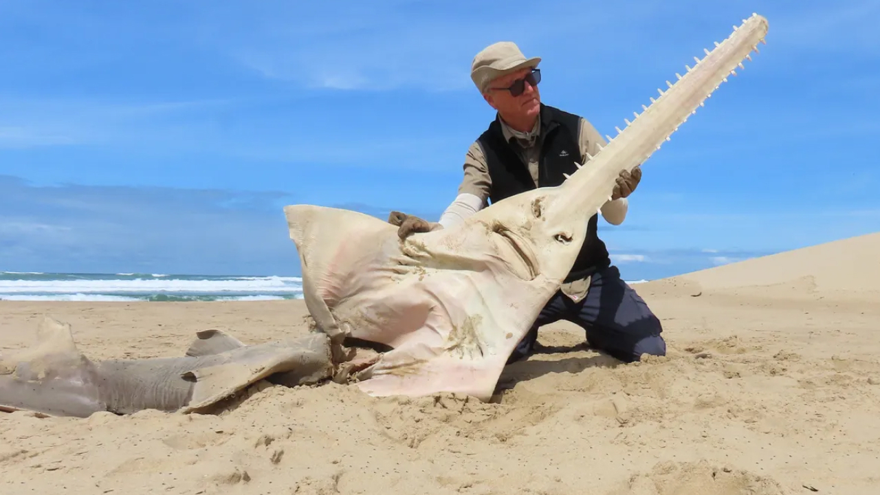 Рыбу-гитару выбросило на берег в Африке — считалось, что вид исчез 26 лет назад