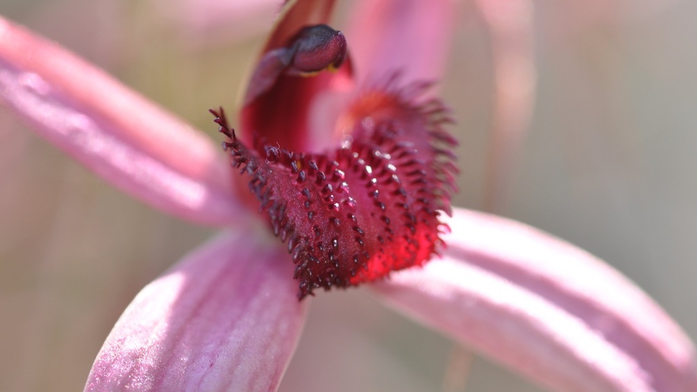 Биологи нашли способ спасти редчайшую паутинную орхидею от вымирания