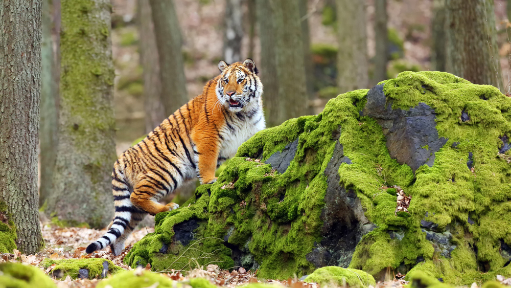 Казахстан готовит «леса для тигров»: за пять лет высажено 87 000 деревьев