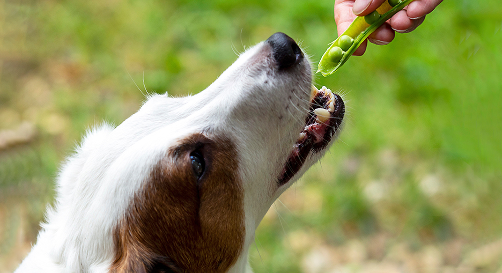 Ветеринары сравнили веганские и мясные корма для собак: какие из них питательнее