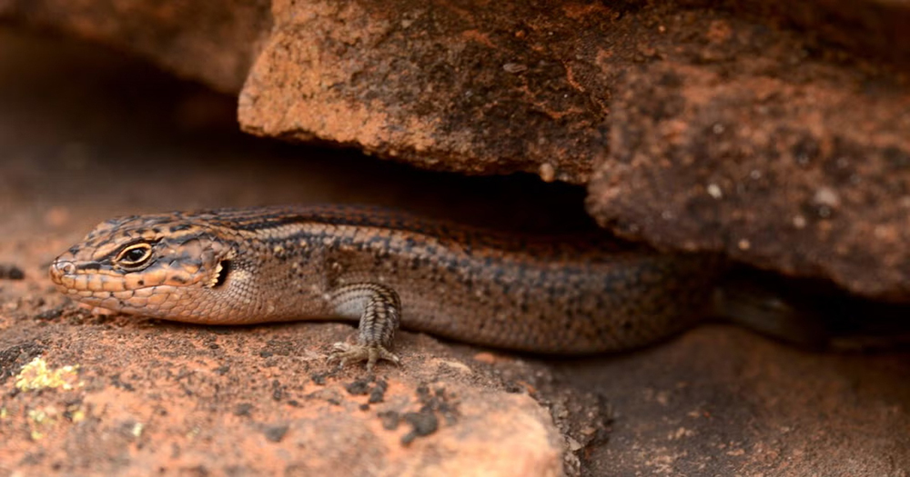 В Австралии открыли вид ящериц, не встречающийся больше нигде
