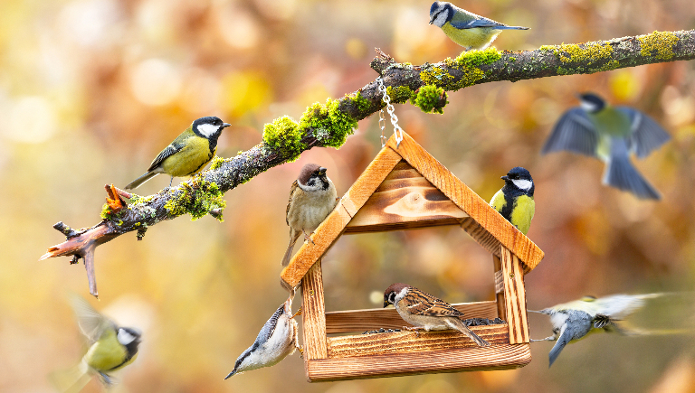Почему птицы могут избегать кормушки: 7 неочевидных причин