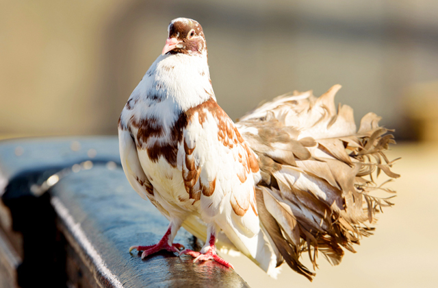 Как почтовые голуби находят дорогу?