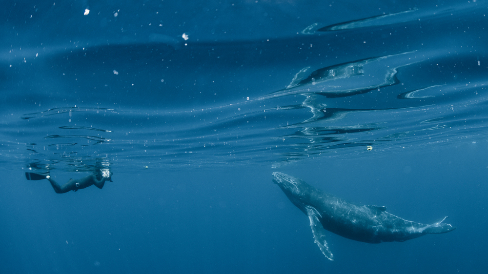 Кит спас морского биолога от тигровой акулы