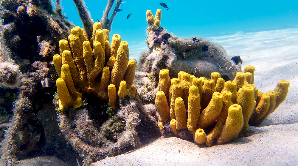 Выяснилось, какие животные могли быть самыми первыми на Земле