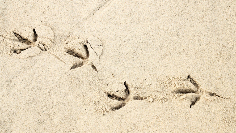 Следы животных научились расшифровывать с точностью 96%