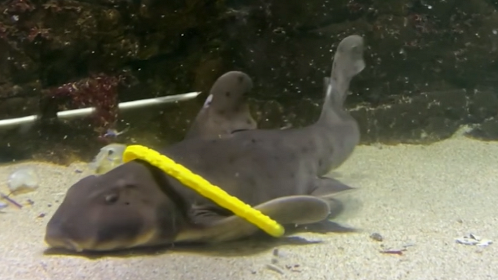 Акулы тоже любят играть в игрушки: ученые провели эксперимент