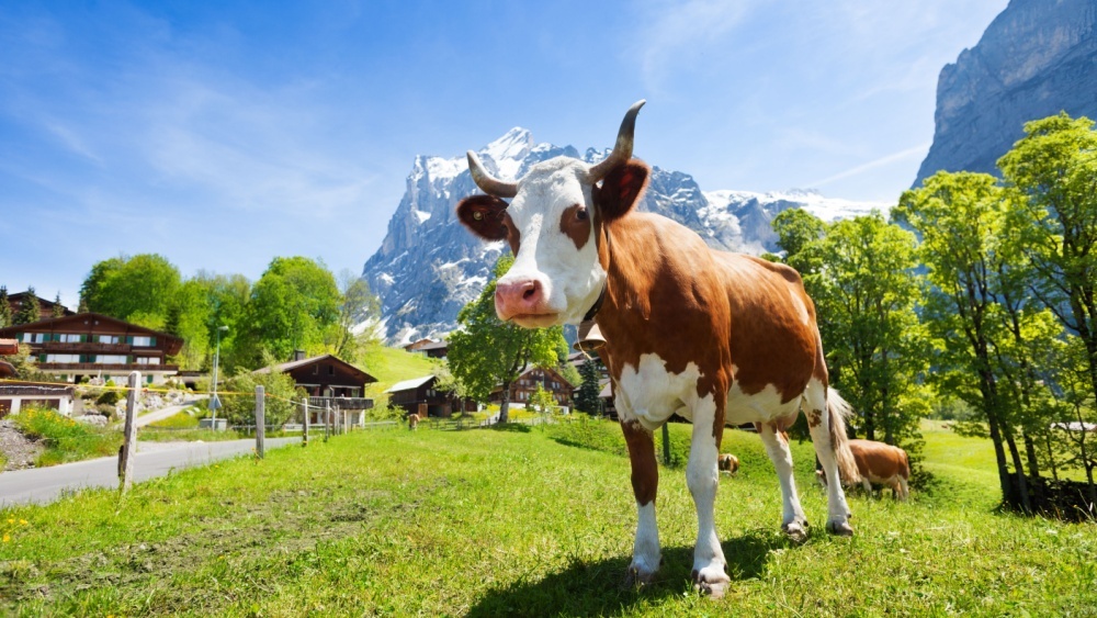 Не только шимпанзе: биологи впервые зафиксировали использование инструментов коровами