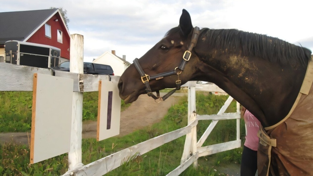 Холодно или нет: лошади научились отвечать людям с помощью символов