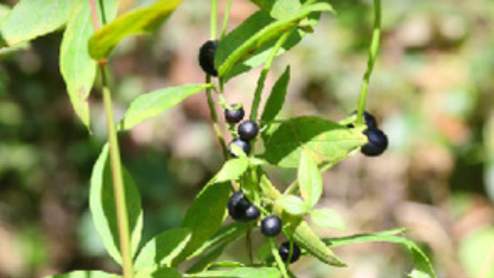 Растения создают ложные ягоды для обмана птиц