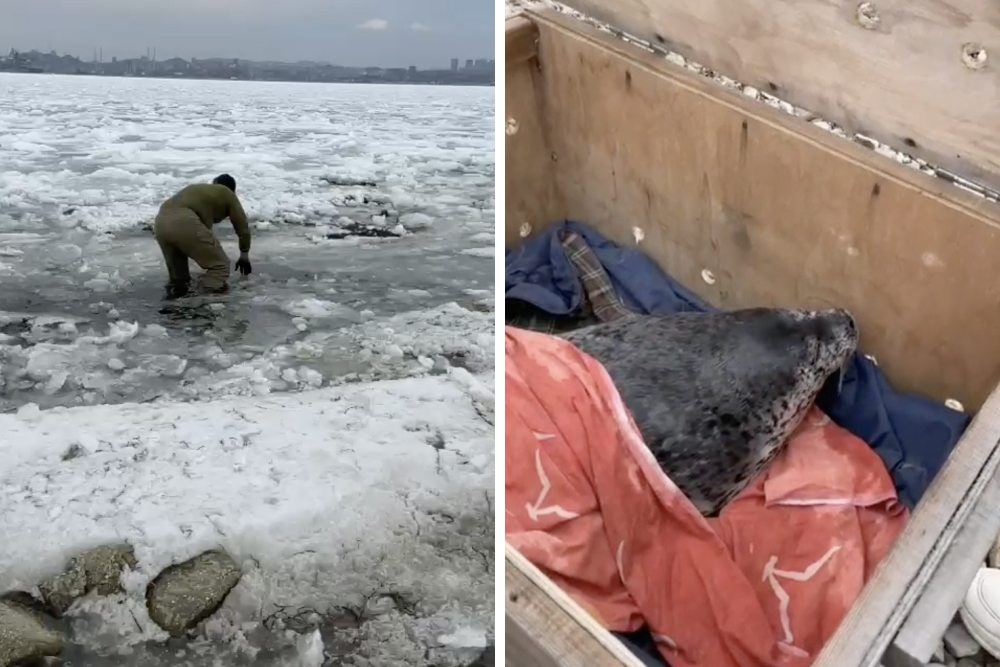 Застрявшего во льдах маленького тюленя спасли в Приморье