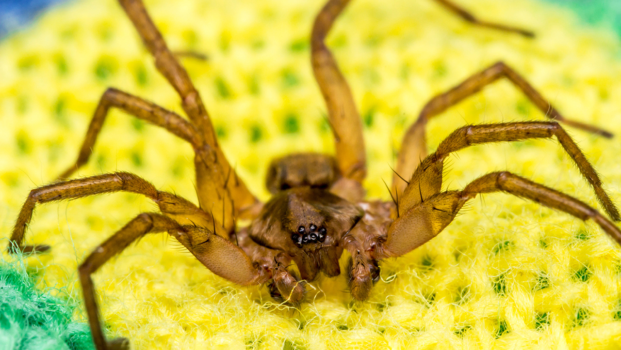 Чем полезны домашние пауки