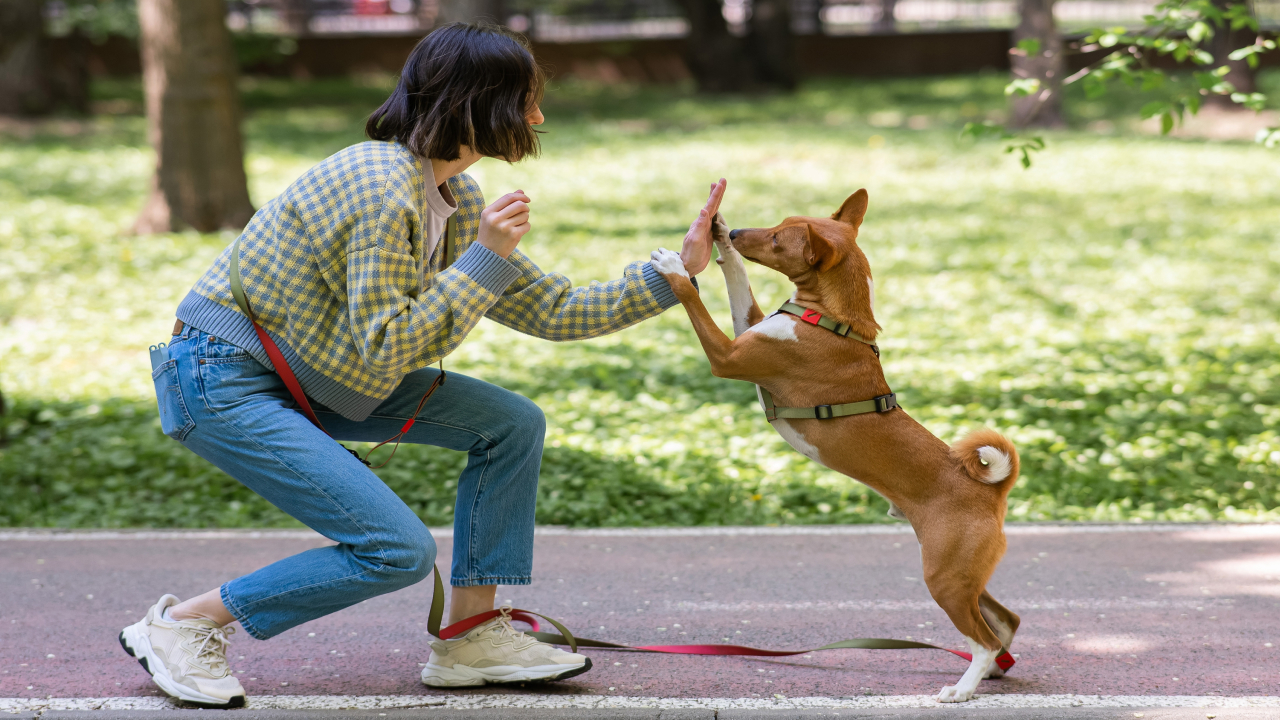 Кинологи рассказали, каких собак проще дрессировать