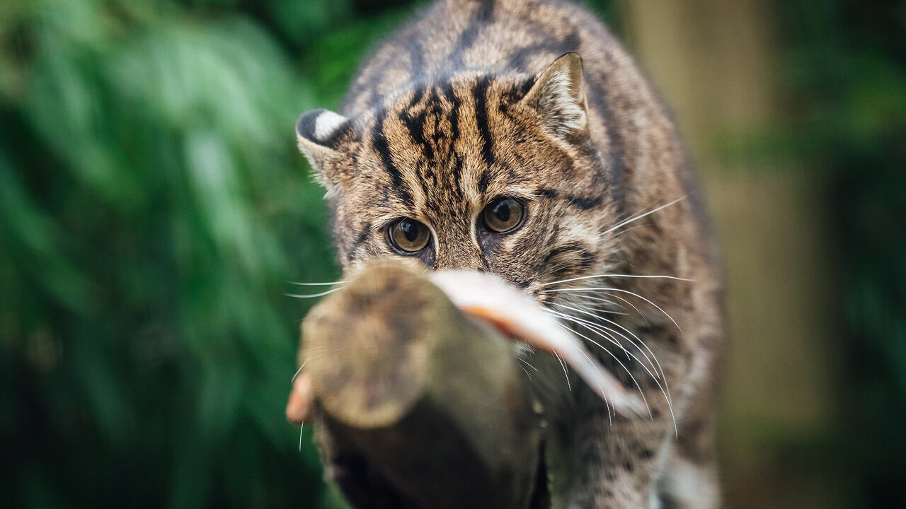 Кошка-рыболов: хищник, который охотится в воде 
