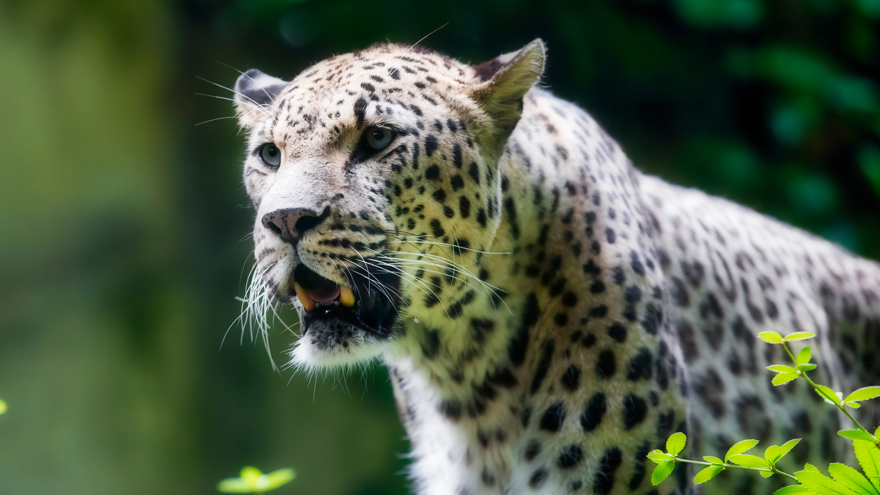 Исчезающих кавказских барсов заметили в Туркмении