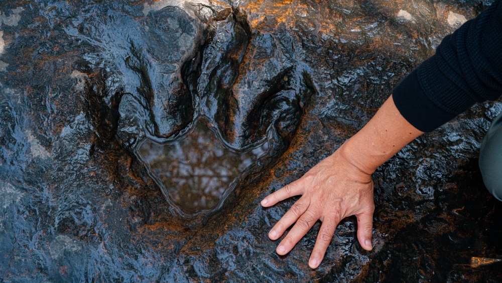 Более 16 000 следов динозавров обнаружено в Боливии: фото