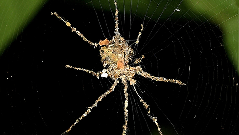 Тропические пауки создают гигантских двойников, чтобы выжить