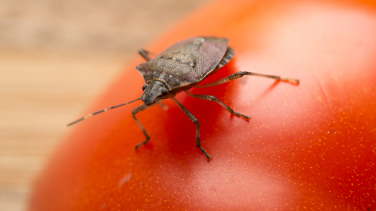 8 насекомых, которые могут проникнуть в дом зимой