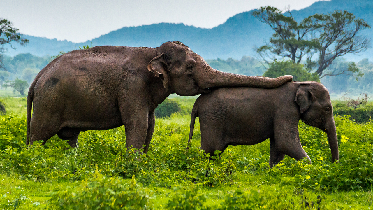 Слоны — тоже немного люди