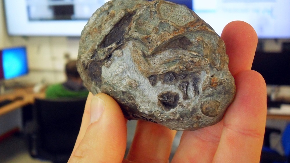 Предки млекопитающих откладывали яйца